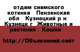 отдам сиамского котенка - Пензенская обл., Кузнецкий р-н, Кузнецк г. Животные и растения » Кошки   